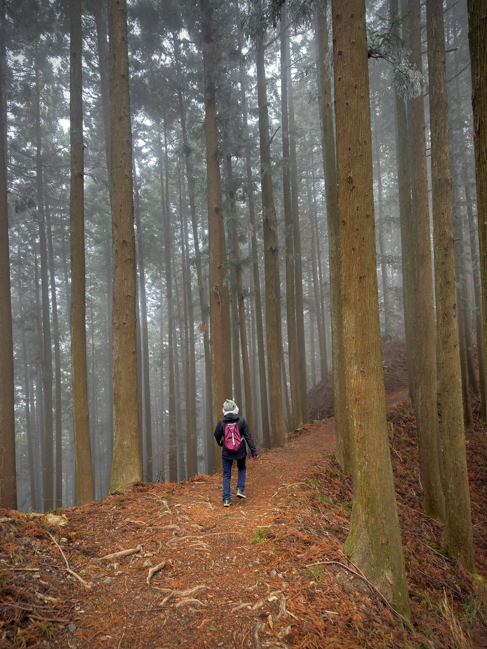 Mist over Japanese cedar forests in Kyoto