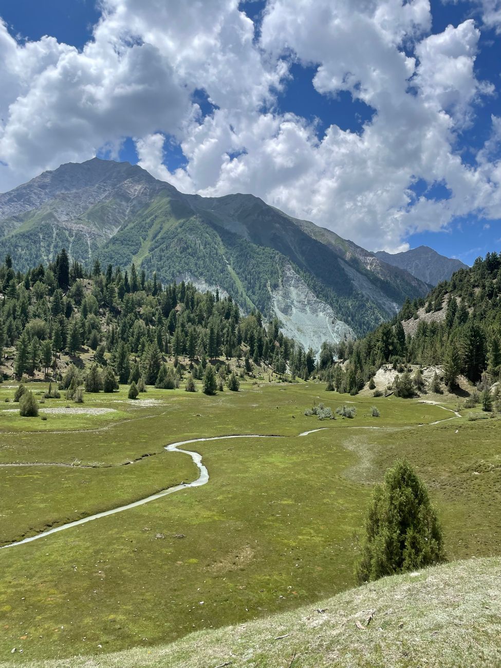 Lush wild botanical valley and mountain mist